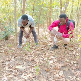 Collection of forest seeds in Okpara