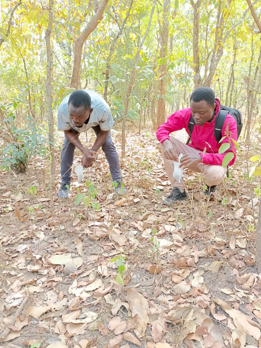 Collection of forest seeds in Okpara