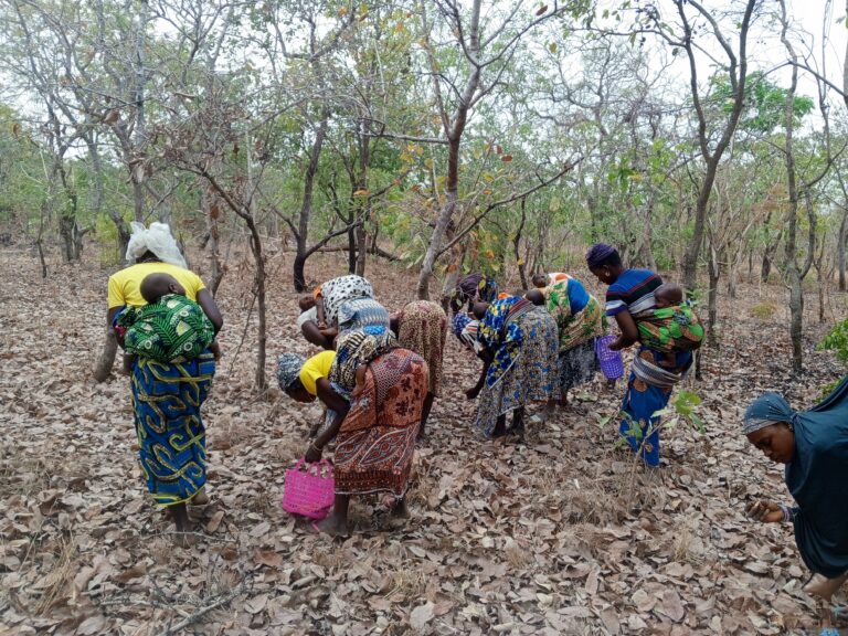 Official launch of the forest seed harvesting campaign.