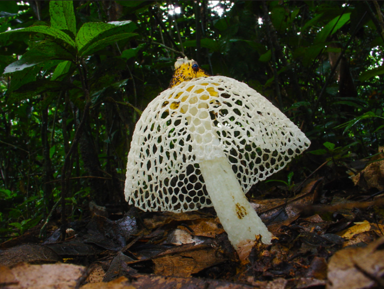 Without them there is no life’: the race to understand the mysterious world of Africa’s fungi